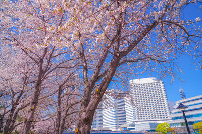 Low angle view of cherry tree against buildings in city