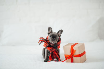 Portrait of woman with dog on white background