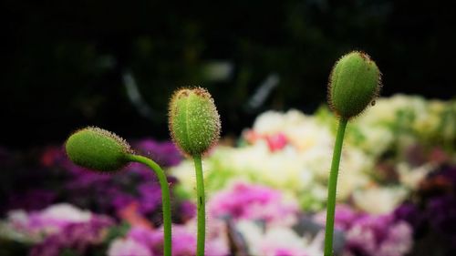 Close-up of flower blooming outdoors