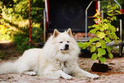 Portrait of white dog sitting outdoors