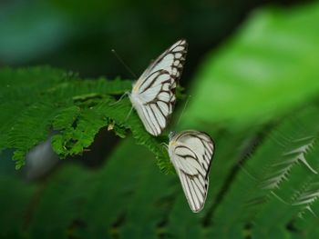 Butterfly on leaf