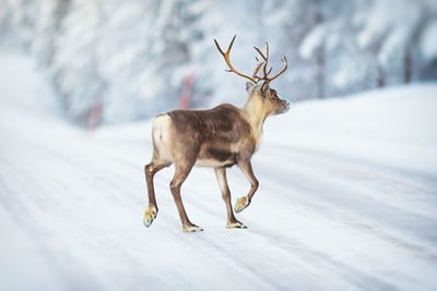 Close-up of deer in snow