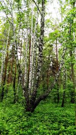 Trees in forest