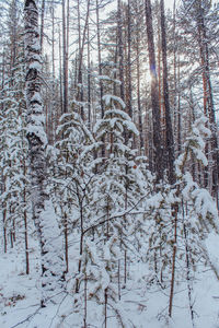 Snow covered trees in forest