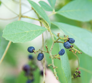 Close-up of berries on plant