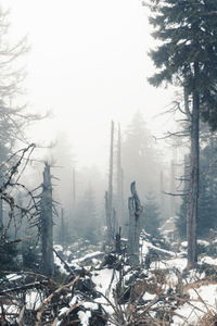 Snow covered land and trees against sky