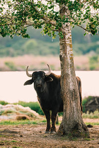 Buffalo in a field