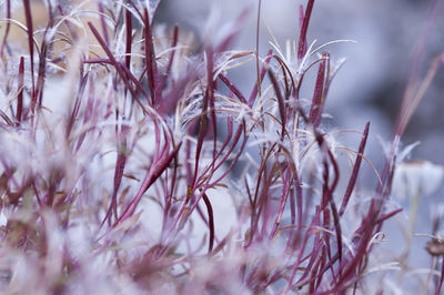 Close-up of plants