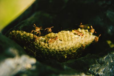 Close-up of plant against blurred background