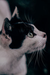 Close-up of cat looking away