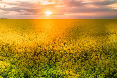 Scenic view of yellow field against sky during sunset
