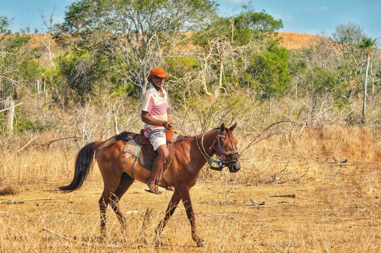 WOMAN RIDING HORSES ON FIELD