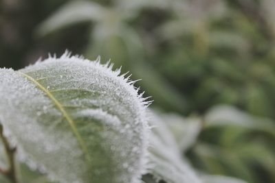 Close-up of frozen plant