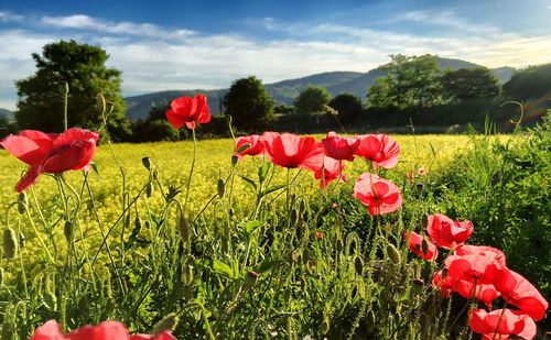 Red poppy flowers blooming on field