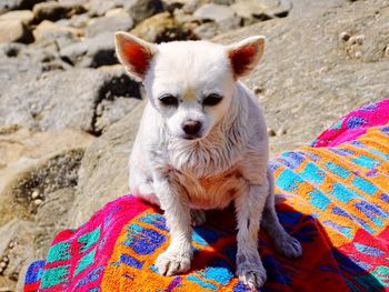 Portrait of dog on rock