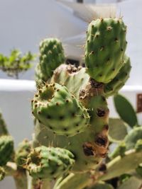 Close-up of prickly pear cactus