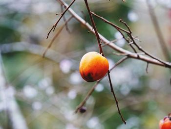 Close-up of fruit growing on tree