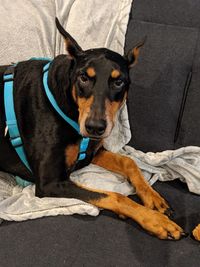 Portrait of dog resting on bed at home