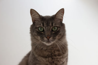 Close-up portrait of cat against white background