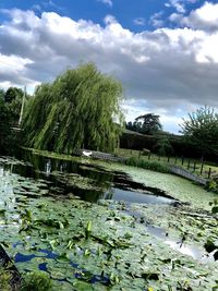 Water lily in lake against sky