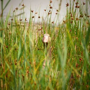 View of plants in field