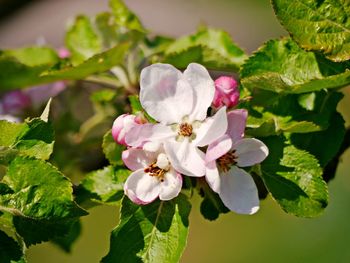 Close-up of pink cherry blossoms