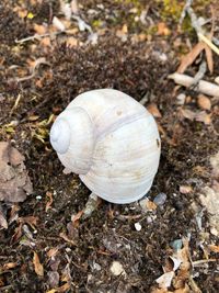 High angle view of snail on land