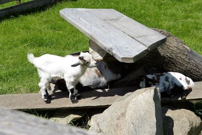 Dog sitting on wood