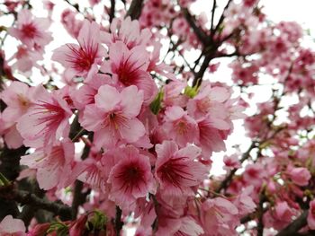 Close-up of pink flowers blooming on tree