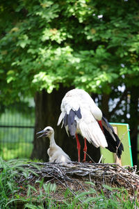 View of an animal on landscape