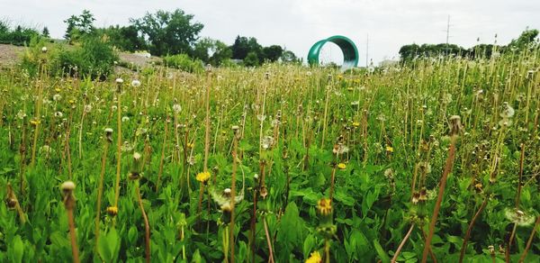 Crops growing on field against sky