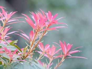 Close-up of pink flowering plant