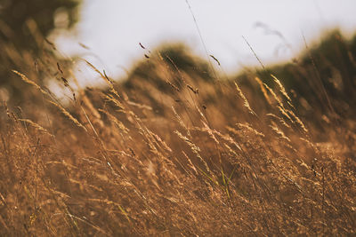 High angle view of stalks in field against sky