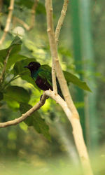 Close-up of bird perching on tree