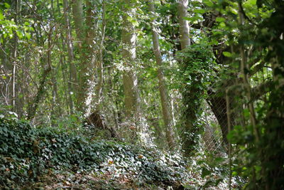 View of trees in forest