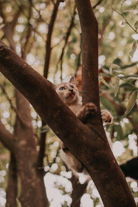 Low angle view of a monkey on tree