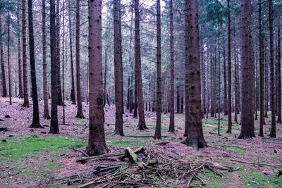 Trees on field in forest