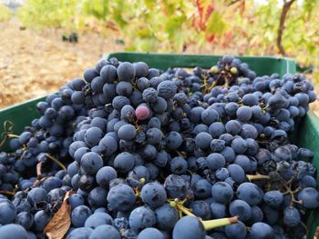 Red grapes close-up photography