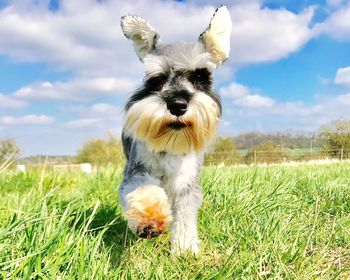 Portrait of dog on field