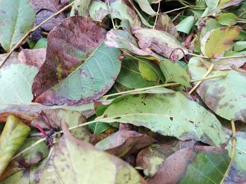 High angle view of leaves on plant