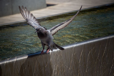 Close-up of bird flying by fountain
