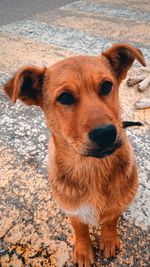 Close-up portrait of dog