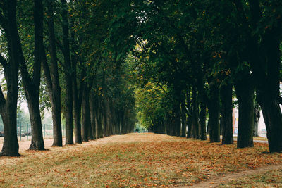 Dirt road amidst trees in forest