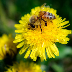 Close-up of bee pollinating on flower