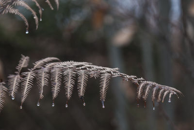 Close-up of leaves on tree