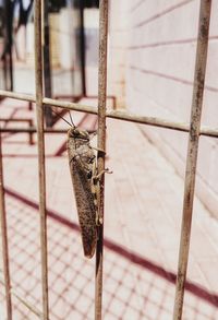 Close-up of grasshopper in cage