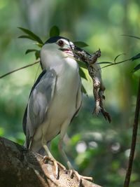 Close-up of bird perching on tree got frog