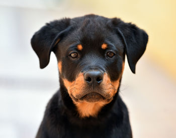 Portrait of black dog