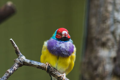 Close-up of parrot perching on branch