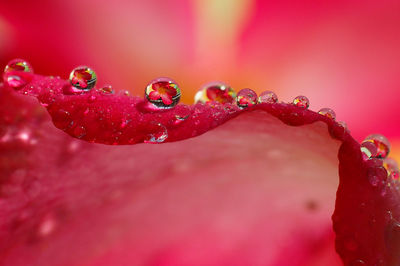 Close-up of raindrops on pink rose